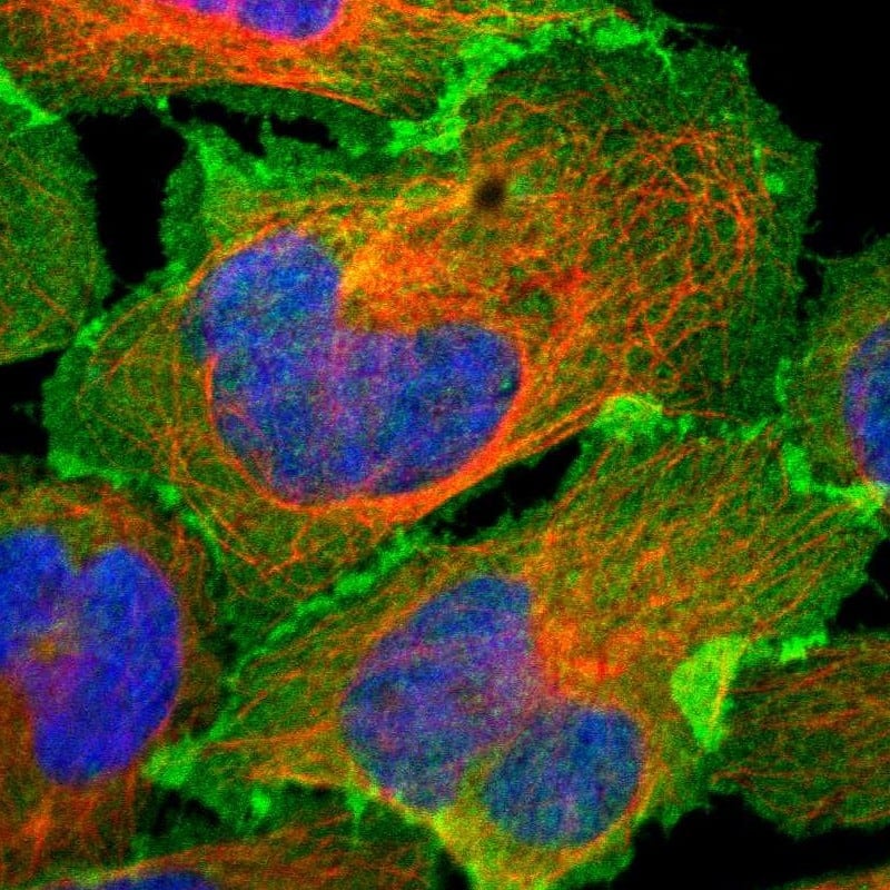 Staining of human cell line U-2 OS shows localization to plasma membrane & cell junctions.