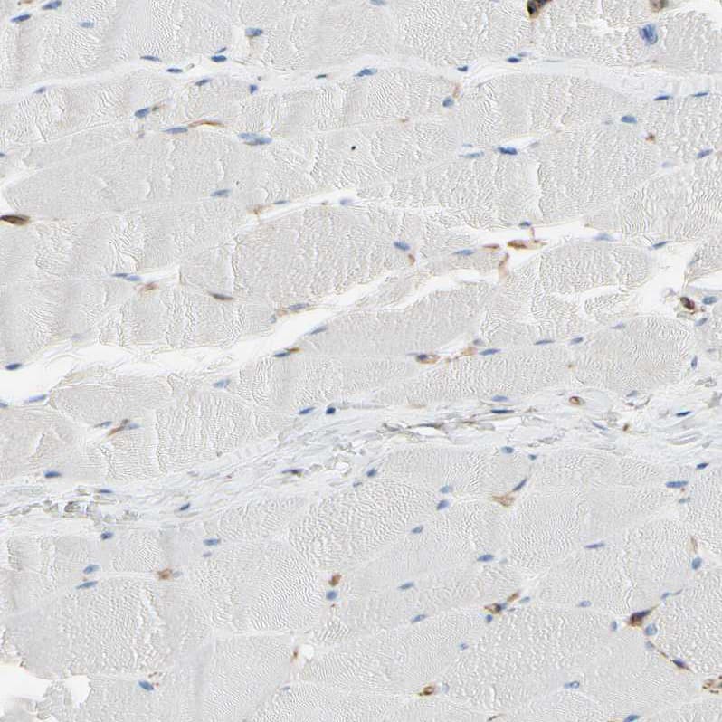 Immunohistochemistry EPB4IL2 Antibody - BSA Free