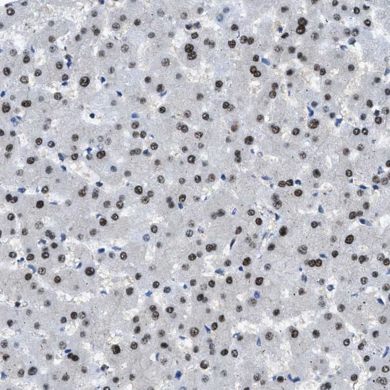 Immunohistochemistry Zeta Opioid Receptor Antibody - BSA Free
