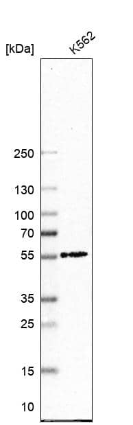 Western Blot NAF1 Antibody - BSA Free