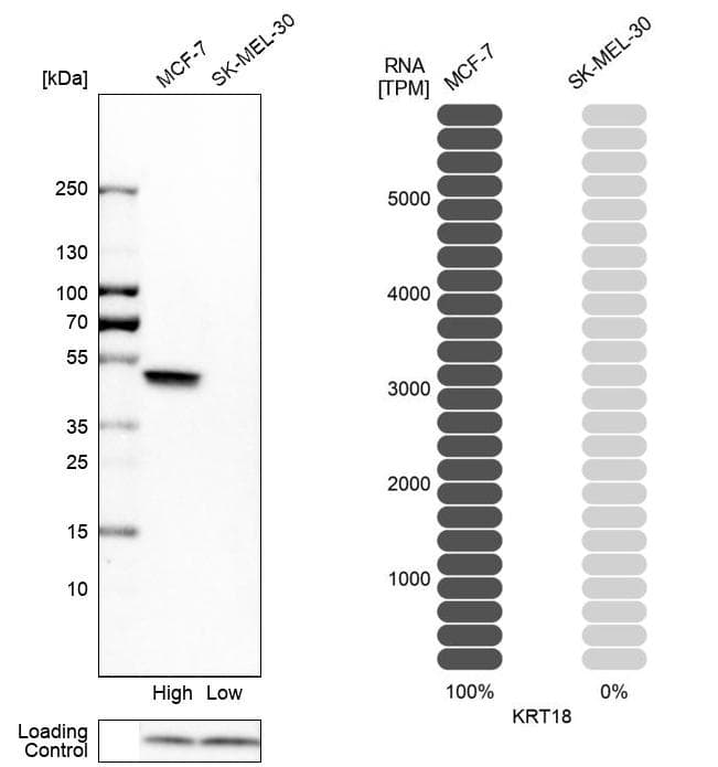 <b>Orthogonal Strategies Validation. </b>Analysis in human cell lines MCF-7 and SK-MEL-30 using Anti-KRT18 antibody. Corresponding KRT18 RNA-seq data are presented for the same cell lines. Loading control: Anti-PFN1.