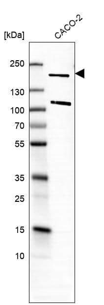 Western Blot Gemin 5 Antibody - BSA Free