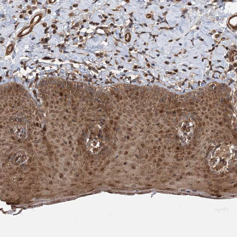 Immunohistochemistry Gemin 5 Antibody - BSA Free