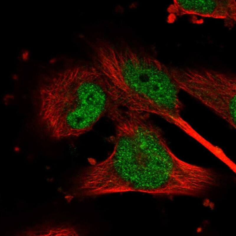 Staining of human cell line U-251 MG shows localization to nucleoplasm.
