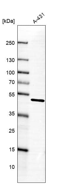 Analysis in human cell line A-431.