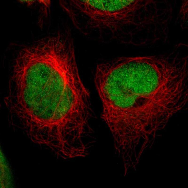 Staining of human cell line U-2 OS shows localization to nucleoplasm.