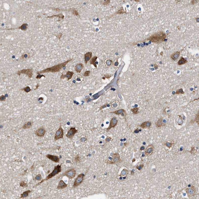 Staining of human Cerebral cortex shows strong cytoplasmic positivity in neuronal cells.