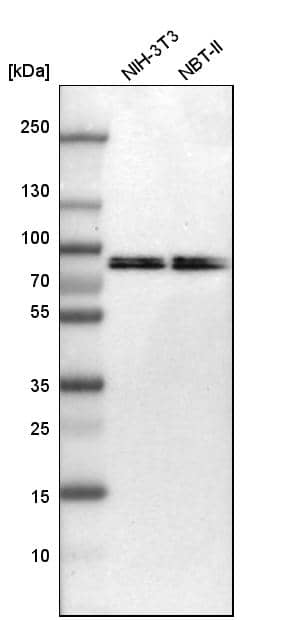 Analysis in mouse cell line NIH-3T3 and rat cell line NBT-II.