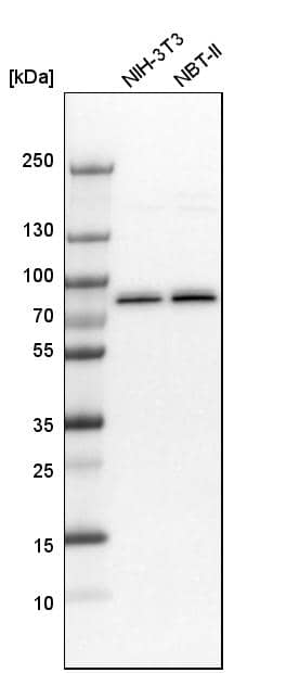 Analysis in mouse cell line NIH-3T3 and rat cell line NBT-II.