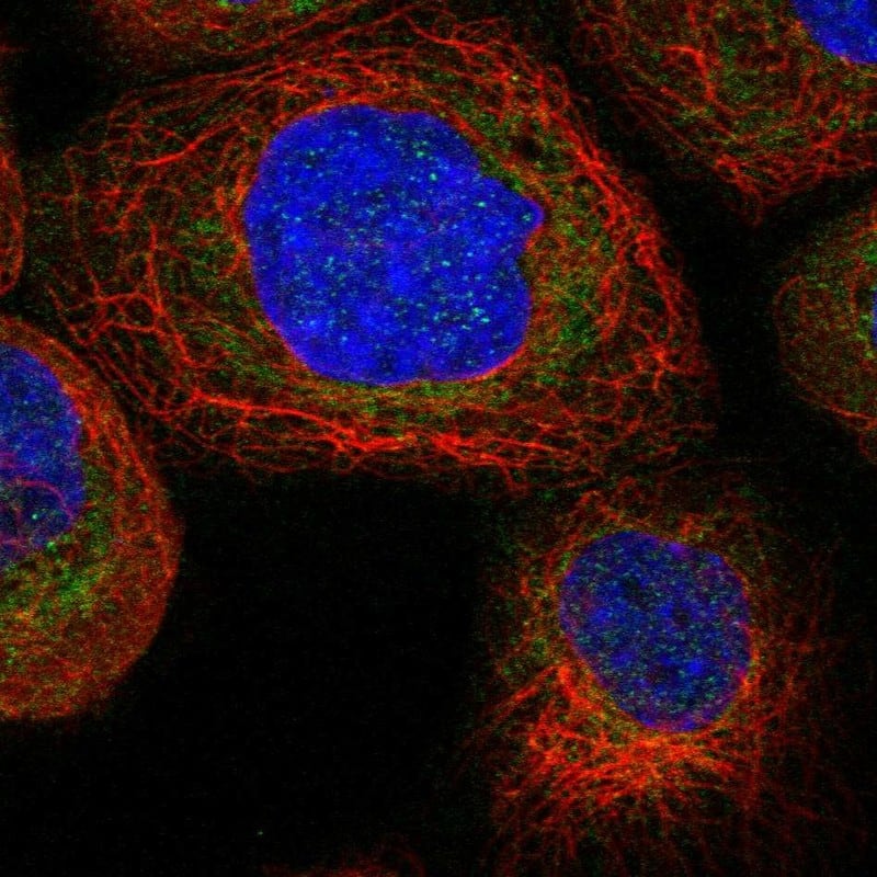 Staining of human cell line A-431 shows localization to mitochondria.
