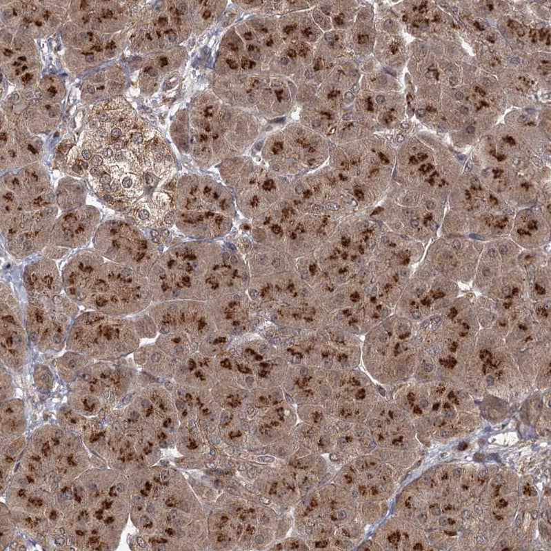 Immunohistochemistry TBC1D23 Antibody - BSA Free