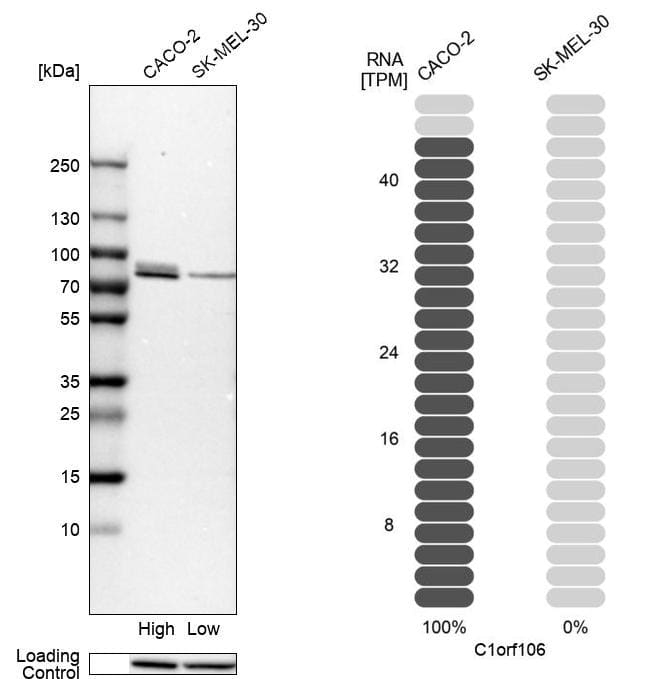 Analysis in human cell lines Caco-2 and SK-MEL-30 using Anti-C1orf106 antibody. Corresponding C1orf106 RNA-seq data are presented for the same cell lines. Loading control: Anti-HDAC1.