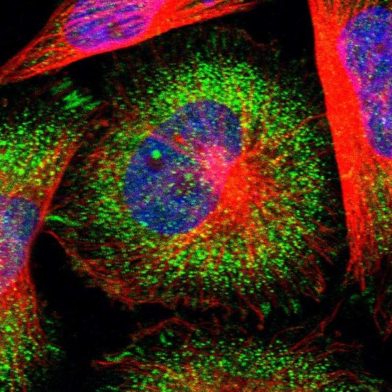 Staining of human cell line U-251 MG shows localization to focal adhesion sites & vesicles.