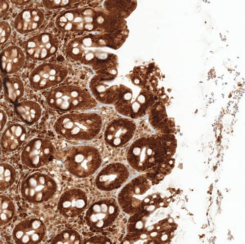 Immunohistochemistry RESF1 Antibody - BSA Free