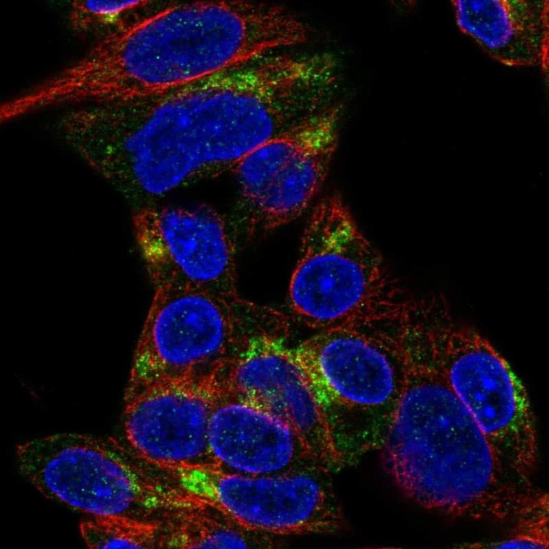 Staining of human cell line Hep G2 shows localization to the Golgi apparatus.