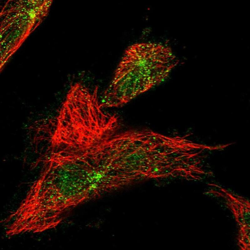 Staining of human cell line U-251 MG shows localization to nucleoplasm, cytosol & microtubule organizing center.