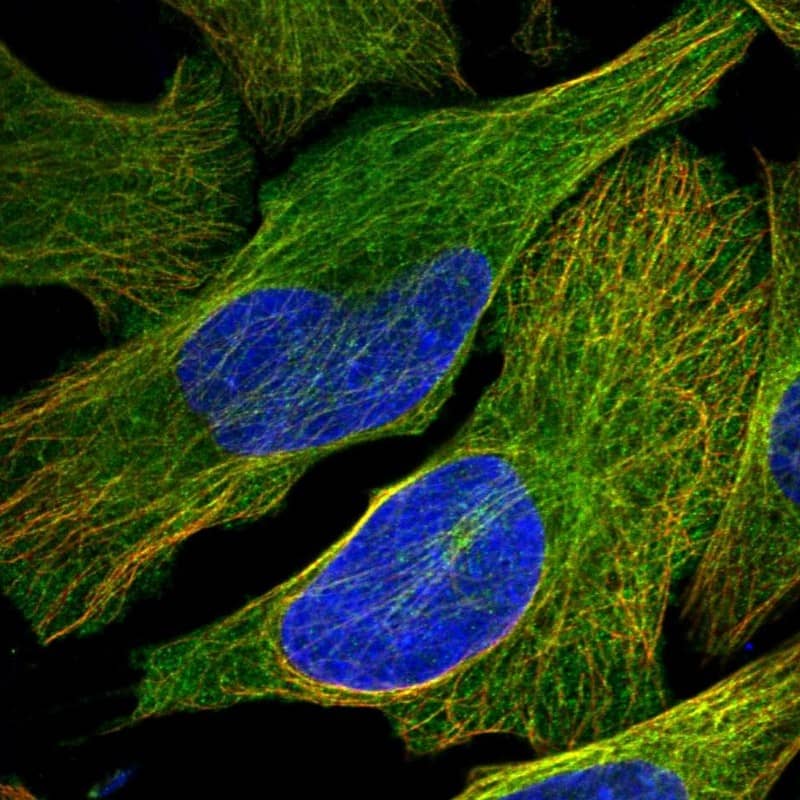 Staining of human cell line U-2 OS shows localization to plasma membrane & microtubules.