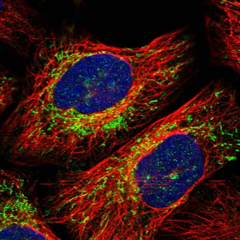 Staining of human cell line U-2 OS shows positivity in mitochondria.