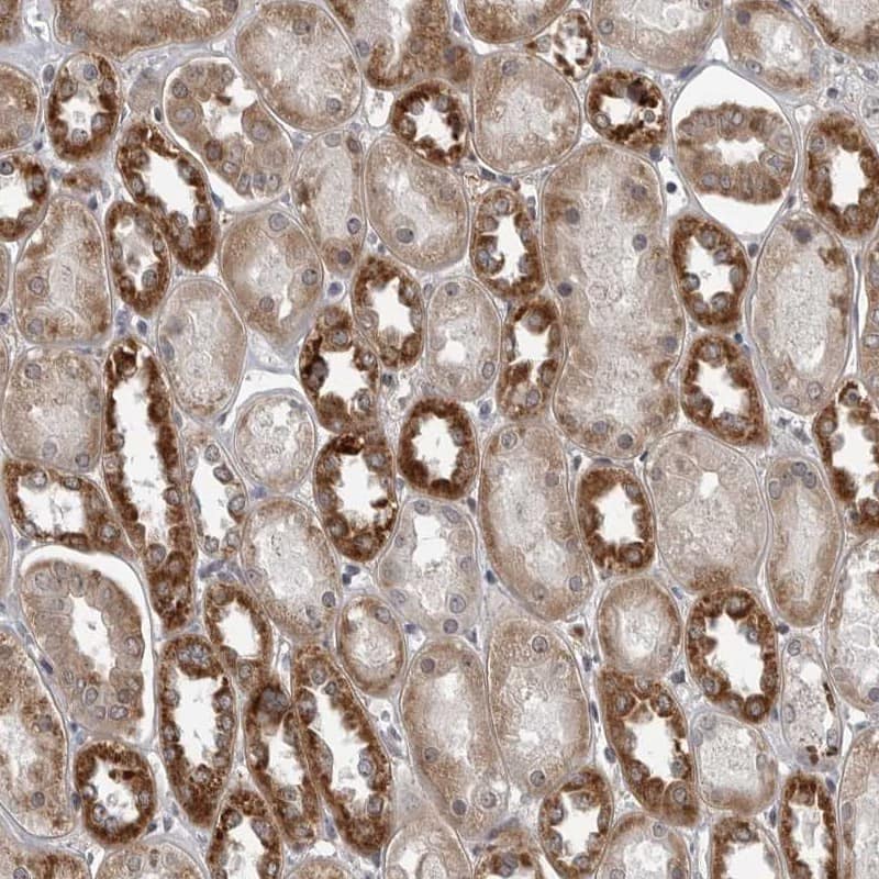 Staining of human kidney shows strong cytoplasmic positivity in proximal tubules.