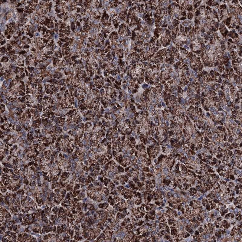 Staining of human pancreas shows strong cytoplasmic positivity in exocrine glandular cells.