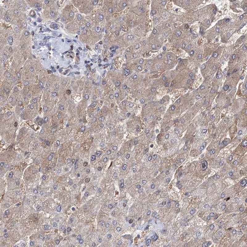 Immunohistochemistry-Paraffin OTUD1 Antibody - BSA Free