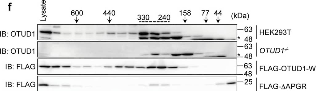 OTUD1 suppresses canonical NF-kappa B activation through the catalytic activity and the N-terminal region.a Screening for DUBs that regulate LUBAC-mediated NF-kappa B activation. Effects of 88 human DUBs on LUBAC-induced NF-kappa B activation were analyzed by a luciferase assay. b Dose-dependent inhibition by OTUD1 on LUBAC- and TNF-alpha -induced NF-kappa B activation. Effects of increasing amounts (0.1, 0.3, and 1.0 μg) of OTUD1 were examined with co-expression of LUBAC or 6 h treatment with 10 ng/ml TNF-alpha  in HEK293T cells. c Domain structure of wild-type (Wt) and mutants of OTUD1. APGR: Ala-, Pro-, and Gly-rich region; OTU ovarian tumor protease, UIM ubiquitin-interacting motif. d Effect of OTUD1 mutants on the LUBAC-induced NF-kappa B activity. The relative NF-kappa B activity induced in the presence of Wt or various mutants of OTUD1, and expression levels of OTUD1 and LUBAC subunits are shown. a, b, d Data are shown as mean +/- SD by ANOVA post-hoc Tukey test (n = 3 or 4). *P < 0.05, **P < 0.01, ***P < 0.001, ****P < 0.0001, NS not significant. e The N-terminal APGR region is disordered. Intrinsically ordered and disordered segments of OTUD1 were analyzed by DICHOT [12] (//idp1.force.cs.is.nagoya-u.ac.jp/dichot/). f OTUD1 eluted in the high molecular weight fractions. Gel filtration analyses of lysates prepared from parental and OTUD1−/− cells, and FLAG-OTUD1-Wt- and FLAG-delta APGR-expressing HEK293T cells were performed using a Superdex 200 column. Concentrated fractions were subjected to immunoblotting with the indicated antibodies. *Non-specific signal. Image collected and cropped by CiteAb from the following open publication (//www.nature.com/articles/s41419-022-05145-5), licensed under a CC-BY license. Not internally tested by Novus Biologicals.