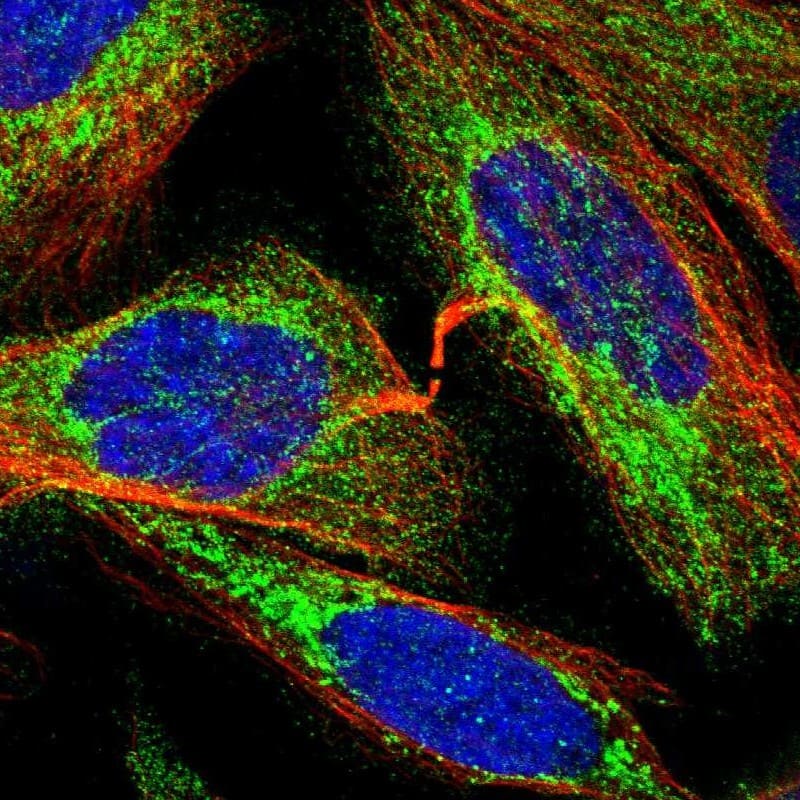 Staining of human cell line U-2 OS shows localization to cytosol & mitochondria.