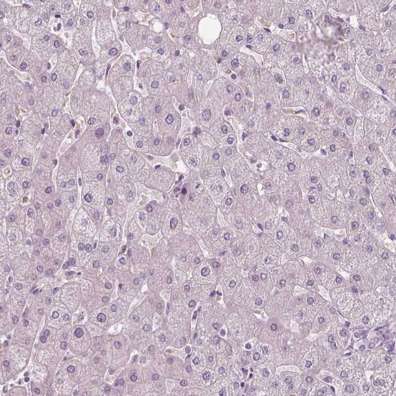 Immunohistochemistry-Paraffin FAM154B Antibody - BSA Free