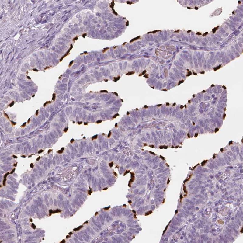 Immunohistochemistry-Paraffin FAM154B Antibody - BSA Free