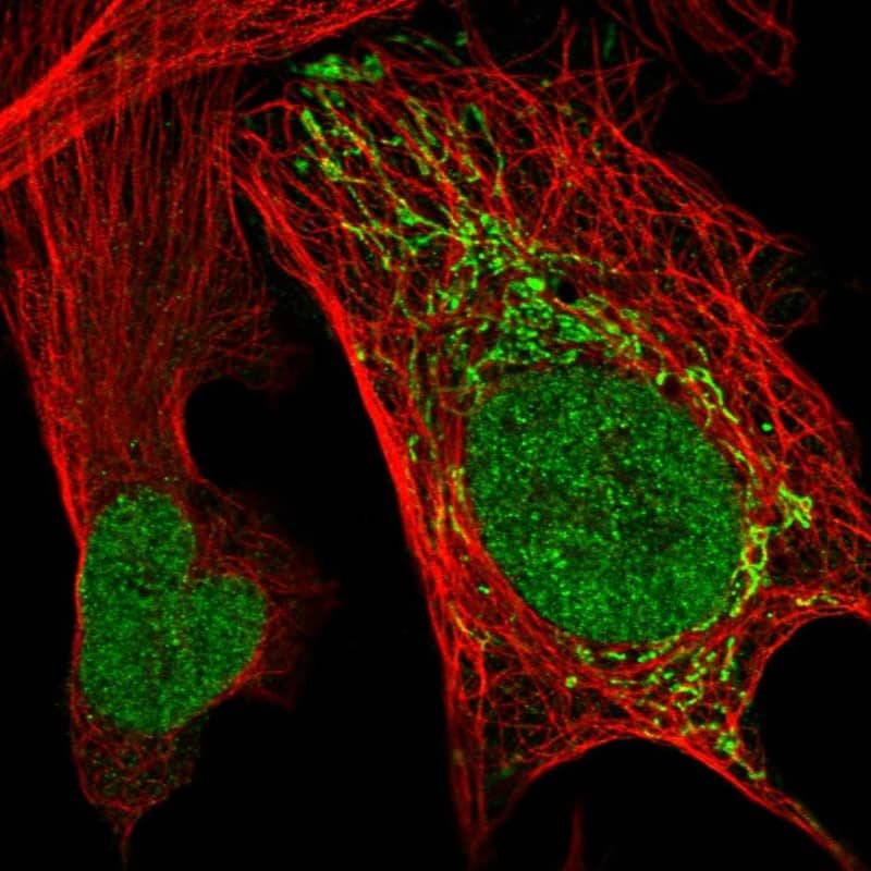 Staining of human cell line U-2 OS shows localization to nucleoplasm, nuclear bodies & mitochondria.