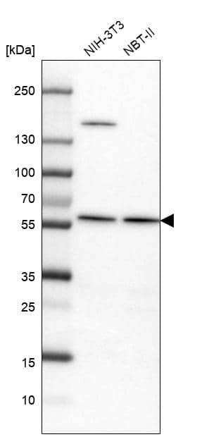 Analysis in mouse cell line NIH-3T3 and rat cell line NBT-II.