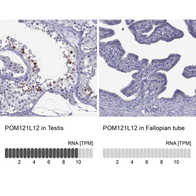 Analysis in human testis and fallopian tube tissues using Anti-POM121L12 antibody. Corresponding POM121L12 RNA-seq data are presented for the same tissues.