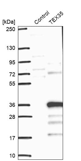 Analysis in control (vector only transfected HEK293T lysate) and TEX35 over-expression lysate (Co-expressed with a C-terminal myc-DDK tag (~3.1 kDa) in mammalian HEK293T cells).