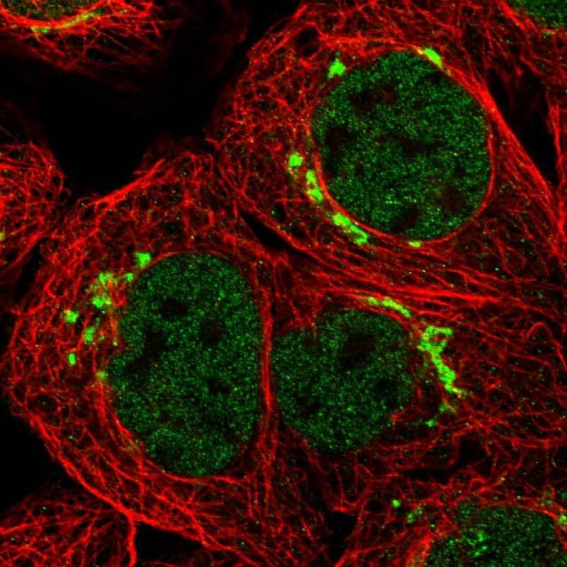 Staining of human cell line A-431 shows localization to nucleoplasm & the Golgi apparatus.