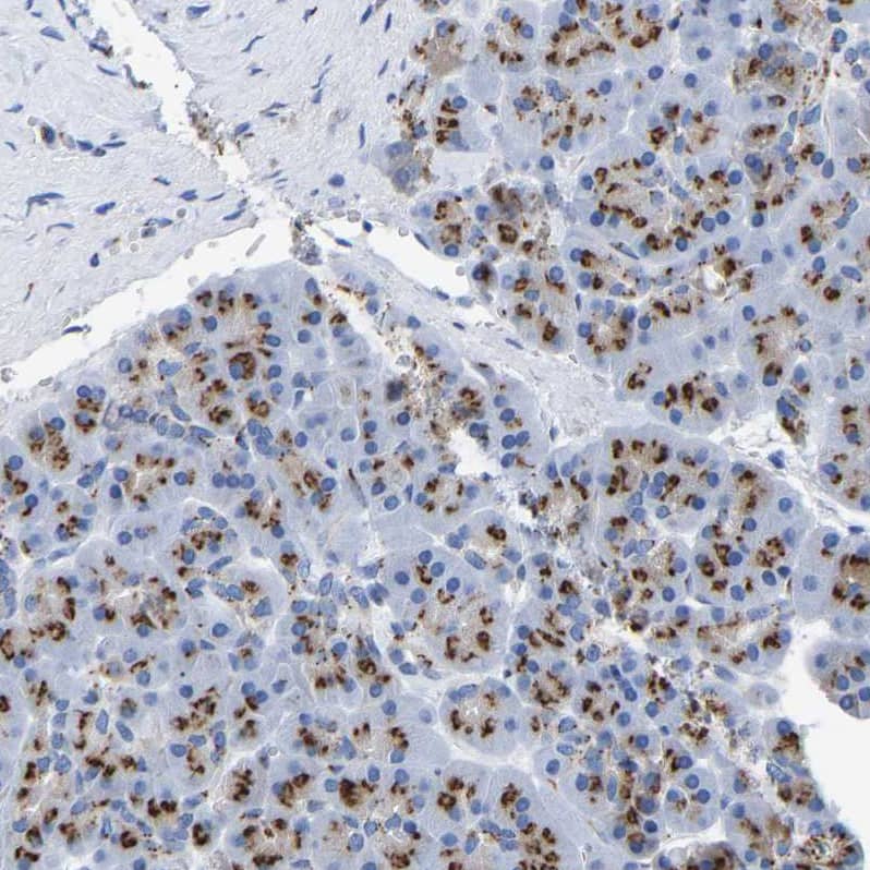Staining of human pancreas shows strong cytoplasmic granular positivity in exocrine glandular cells.