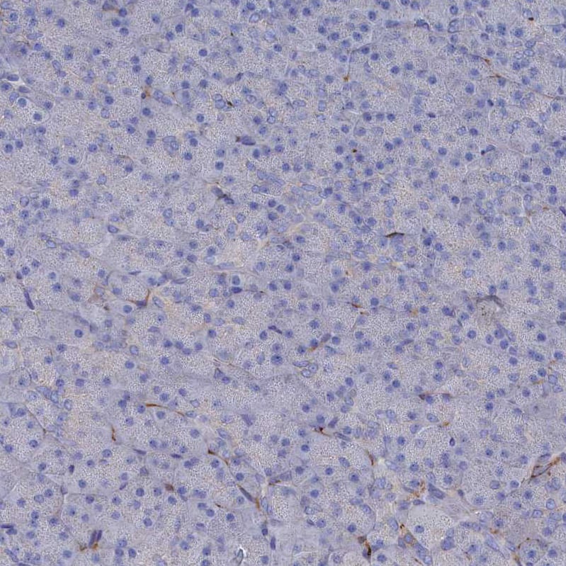 Staining of human pancreas shows no positivity in exocrine glandular cells as expected.