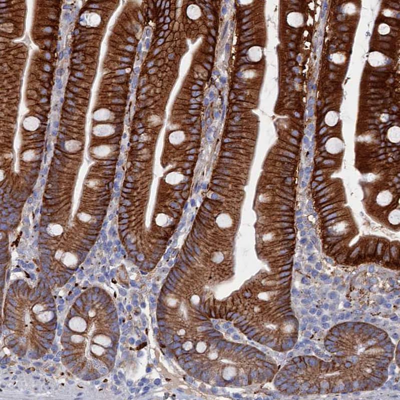 Staining of human gastrointestinal shows moderate to strong cytoplasmic positivity in glandular cells.