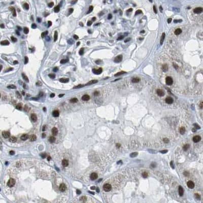 Immunohistochemistry-Paraffin NSRP1 Antibody - BSA Free