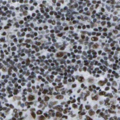 Immunohistochemistry-Paraffin NSRP1 Antibody - BSA Free