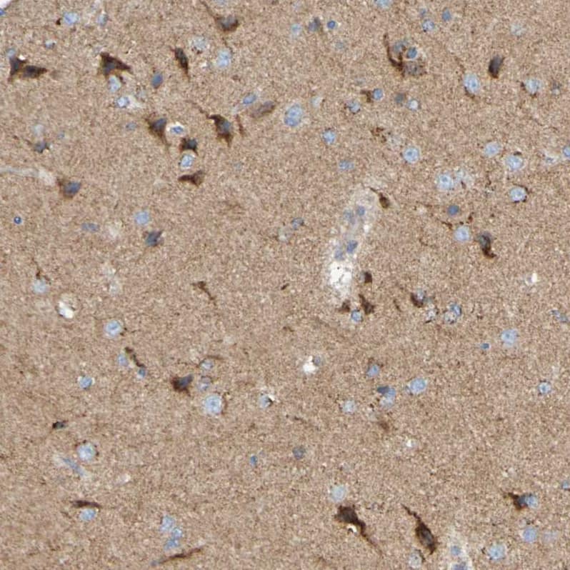 Immunohistochemistry LMBRD2 Antibody - BSA Free