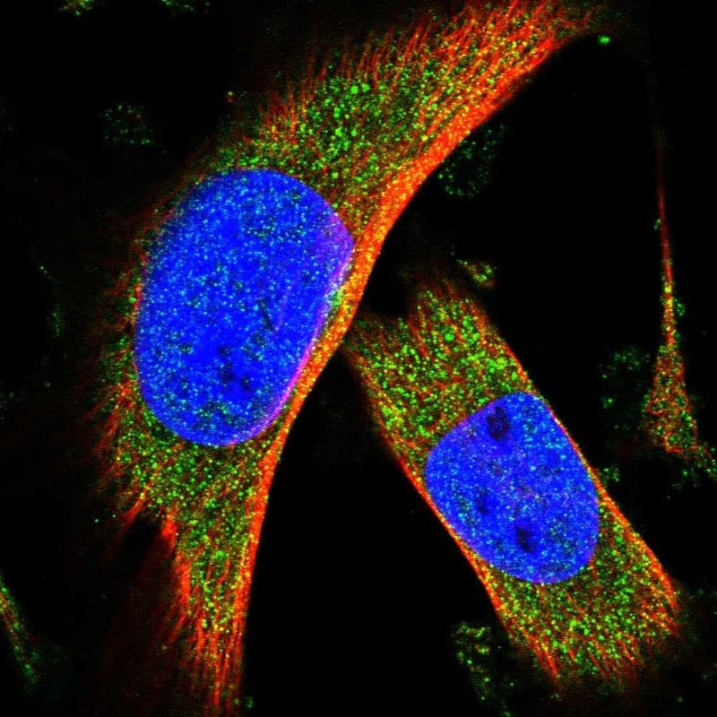 Immunocytochemistry/ Immunofluorescence C15orf39 Antibody - BSA Free