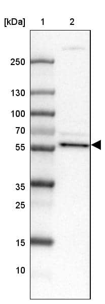 Western Blot CNBD2 Antibody - BSA Free