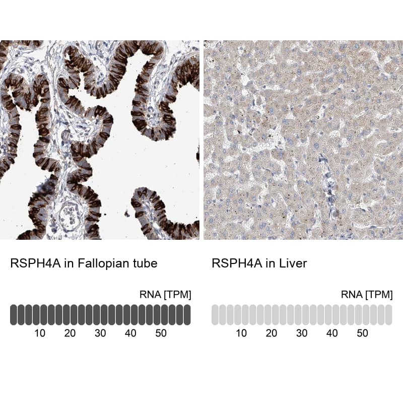 <b>Orthogonal Strategies Validation. </b>Analysis in human fallopian tube and liver tissues.