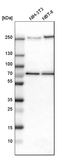 Analysis in mouse cell line NIH-3T3 and rat cell line NBT-II.