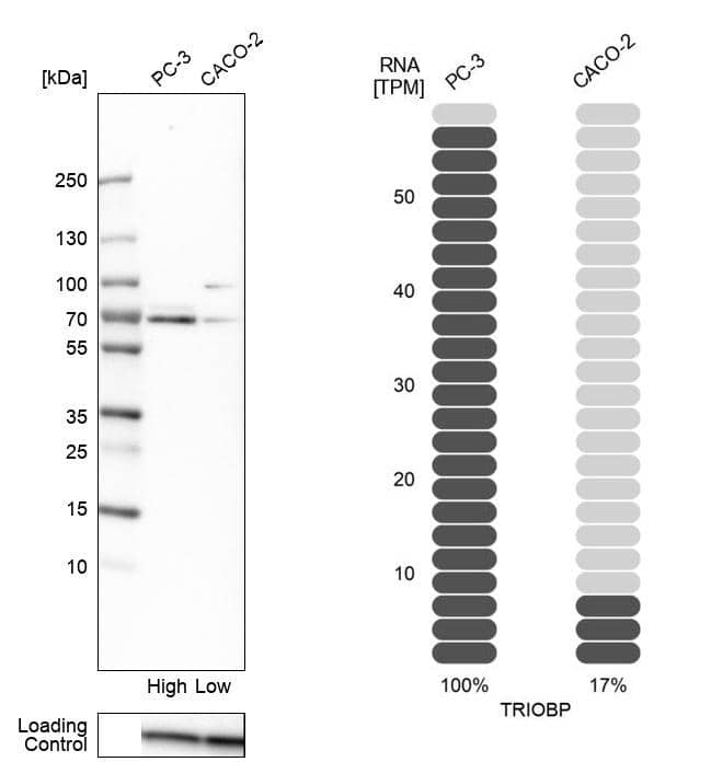 <b>Orthogonal Strategies Validation. </b>Analysis in human cell lines PC-3 and Caco-2 using Anti-TRIOBP antibody. Corresponding TRIOBP RNA-seq data are presented for the same cell lines. Loading control: Anti-COX4I1.