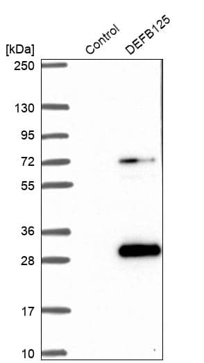 Analysis in control (vector only transfected HEK293T lysate) and DEFB125 over-expression lysate (Co-expressed with a C-terminal myc-DDK tag (~3.1 kDa) in mammalian HEK293T cells).