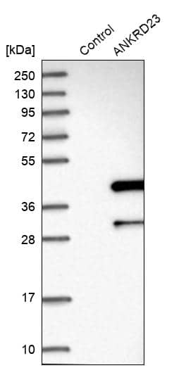Analysis in control (vector only transfected HEK293T lysate) and ANKRD23 over-expression lysate (Co-expressed with a C-terminal myc-DDK tag (~3.1 kDa) in mammalian HEK293T cells).