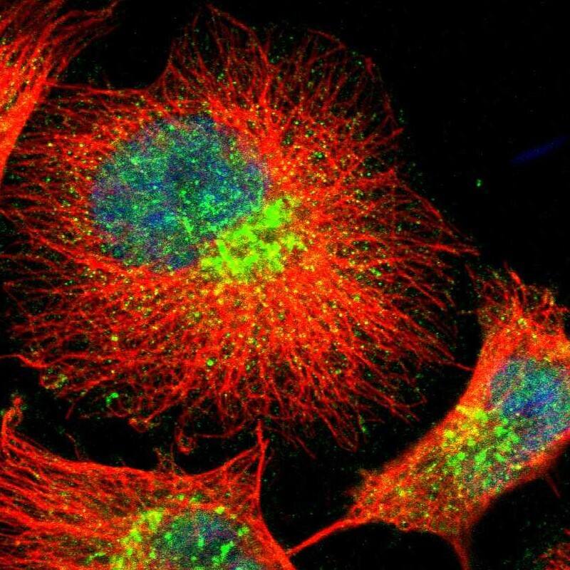 Staining of human cell line U-251 MG shows localization to nucleoplasm, cytosol & the Golgi apparatus.