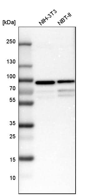 Analysis in mouse cell line NIH-3T3 and rat cell line NBT-II.