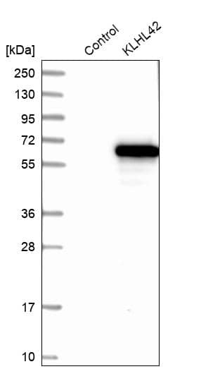 Analysis in control (vector only transfected HEK293T lysate) and KLHL42 over-expression lysate (Co-expressed with a C-terminal myc-DDK tag (~3.1 kDa) in mammalian HEK293T cells).